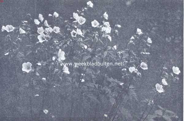 Onbekend, 1919, Onbekend, Wilde geranium