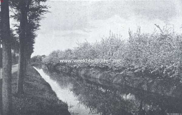 Noord-Holland, 1919, Bangert, Een vruchtenparadijs. Bloeiende appelboomen in de Bangert