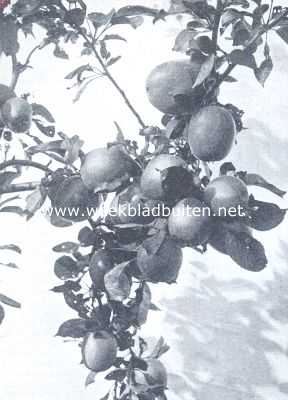 Een vruchtenparadijs. Lord Suffield-appels