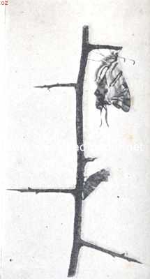 Onbekend, 1919, Onbekend, Groeiende vlinders. III