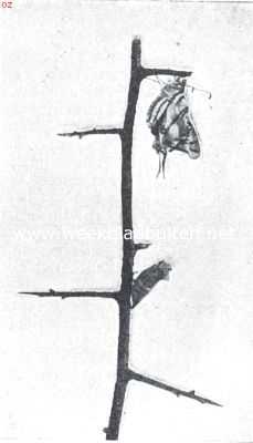 Onbekend, 1919, Onbekend, Groeiende vlinders. II