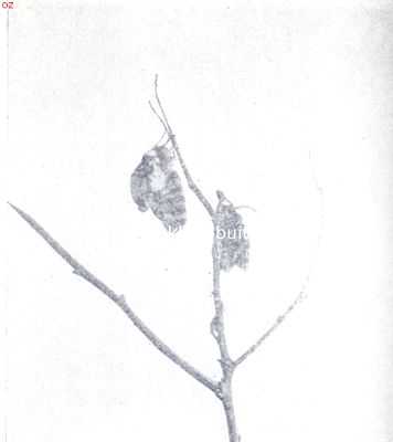 Onbekend, 1919, Onbekend, Groeiende vlinders. III