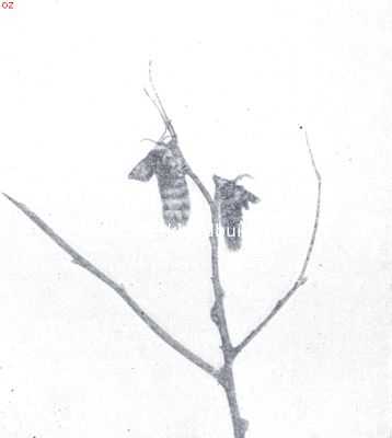 Onbekend, 1919, Onbekend, Groeiende vlinders. II
