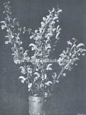 Onbekend, 1919, Onbekend, Bloemen van de veldsalie (Salvia Pratensis)