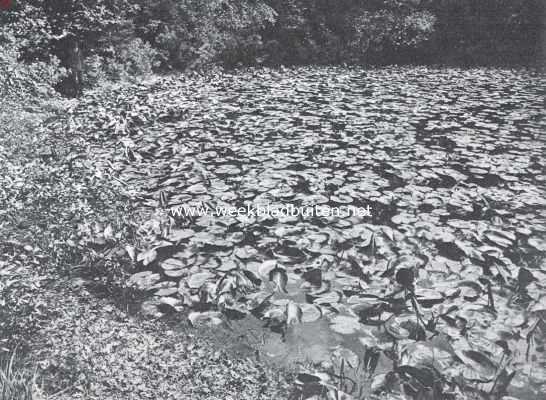 Lochem en Barchem. Vijver met waterlelies in het Sterrenbosch onder Ampsen