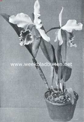 Onbekend, 1919, Onbekend, Cattleya Weyeri