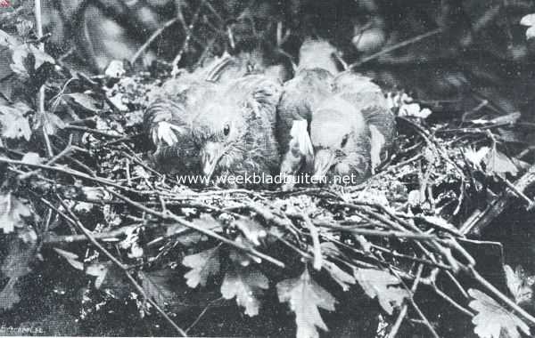 Jonge boschduiven in het nest