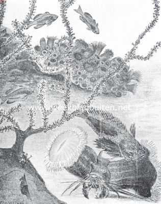 Onbekend, 1919, Onbekend, Samenleven van dieren onderling. Eenige op de Japansche kust levende dieren, die met elkaar een symbiotische verhouding aangegaan hebben. Met ziet een visch die met hydropolypen samenleeft, een andere, die met een koraal een verbond gesloten heeft; verder een kluizenaarskrab met anemoon op zijn schelp