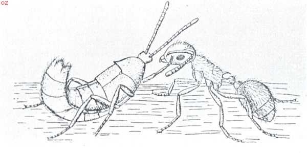 Samenleven van dieren onderling. Mier met mierengast. Terwijl de mieren zich ander tegen indringers buitengewoon vijandig gedragen, is de hierboven afgebeelde verhouding bepaald vriendschappelijk