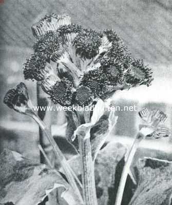 Senecio Candicans. Bloemhoofdje