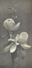 Miniatuurfoto