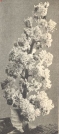Miniatuurfoto