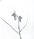 Miniatuurfoto