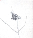 Miniatuurfoto