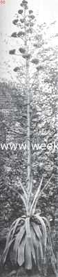 Onbekend, 1920, Onbekend, Agave Americana. De bloemstengel, geheel uitgegroeid, op 15 September, hoog 5.74 M.