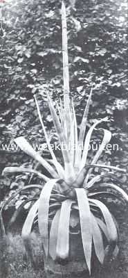 Onbekend, 1920, Onbekend, Agave Americana. De bloemstengel in ontwikkeling op 15 Juli, hoog 3.02 M.