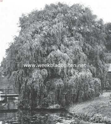 Zuid-Holland, 1920, Leiden, Treurbomen. Treurwilg (Salix Alba Vitellina) in den Hortus te Leiden
