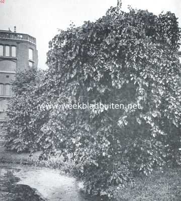 Zuid-Holland, 1920, Leiden, Treurbomen. Slangvormige treuriep (Ulmus Scabra Serpentina) in den Hortus te Leiden