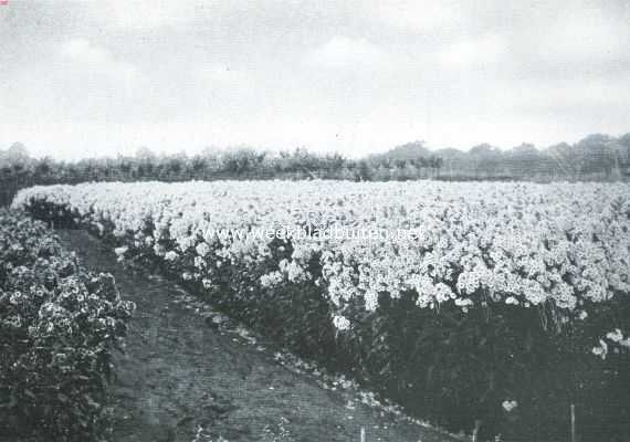 Overijssel, 1920, Dedemsvaart, Bloemenpracht. Veld met herfstseringen of vlambloemen op de kweekerij 