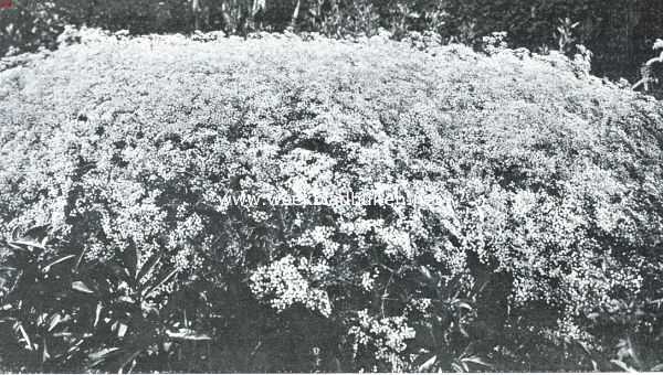 Overijssel, 1920, Dedemsvaart, Bloemenpracht. Hoekje met Gypsophila Paniculata Flore Pleno