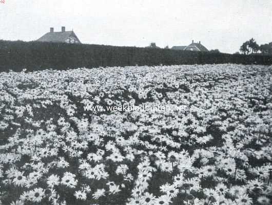 Overijssel, 1920, Dedemsvaart, Bloemenpracht. Veld met overblijvende margarieten