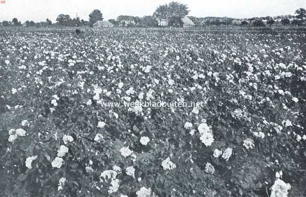 Overijssel, 1920, Dedemsvaart, Bloemenpracht. Een rozenveld