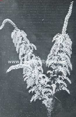 Bloemenpracht. Stenanthium Robustum