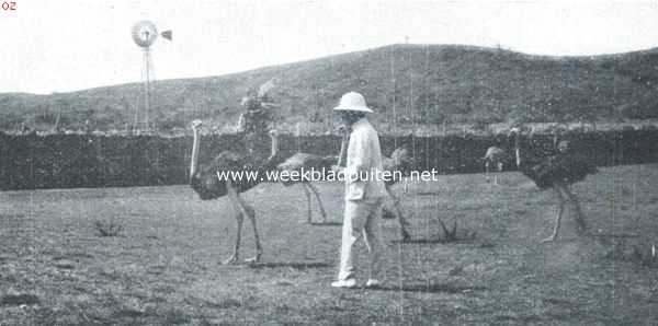 Curaao, 1920, Onbekend, Dagelijksche dingen van Curaao. De wijfjes in het struisvogelpark Albertina