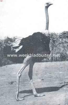 Curaao, 1920, Onbekend, Dagelijksche dingen van Curaao. Mannelijke struis uit het Albertina-park