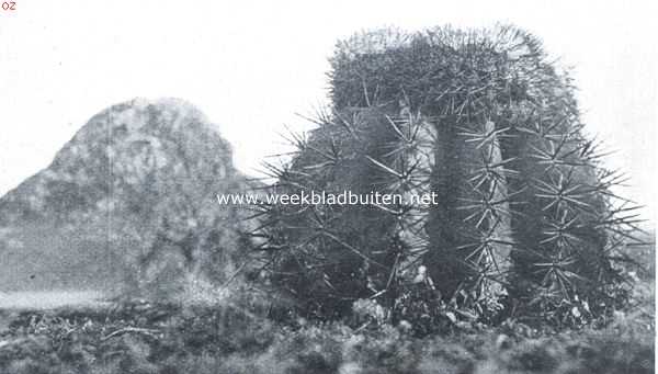 Curaao, 1920, Onbekend, Dagelijksche dingen van Curaao. Meloen-cactus (Berg-meloen), 1/4 van de ware grootte