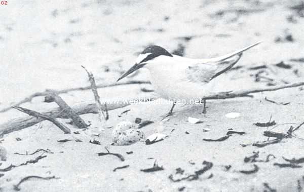 Onbekend, 1920, Onbekend, Dwergstern bij het nest