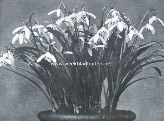 Onbekend, 1920, Onbekend, Sneeuwklokjes (Galanthus Nivalus)