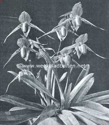 Orchideen. Cipripedium Lucinianum. Uit de verzameling van Dr. Travaglino, Lawang (Java)