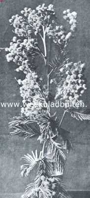 Onbekend, 1920, Onbekend, Acacia (Mimosa) Dealbata