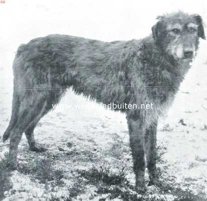 Onbekend, 1920, Onbekend, De Iersche wolfshond.  Kampioen Sandford Fingal. Eigenaresse: Mevrouw Toepoel te Eemnes