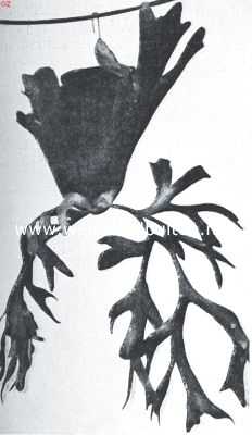 Onbekend, 1920, Onbekend, Hertgewei-varens. Platycerium Coronarium