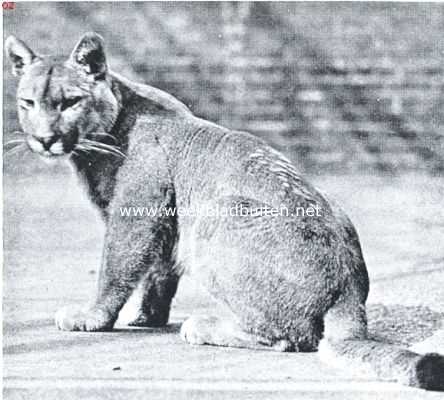 De puma, de held uit dit wondere verhaal uit de wilde natuur (1)
