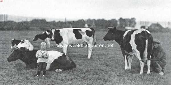 Nederland, 1920, Onbekend, Hollandsche lakenvelders. Ter tegenstelling met de Lakenvelders hierboven een aardig kiekje van onze gewone koeien