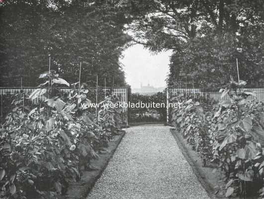 De St. Jans Kathedraal te 's Hertogenbosch. Gezicht uit den tuin van Huize Muiserick te Vucht op de St. Jans Kathedraal