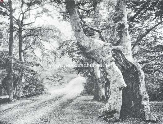 Amerika, 1920, Pumpkin Hill, Oude boomen. Geheel tot den grond gebarsten boom in Pumkin Hill