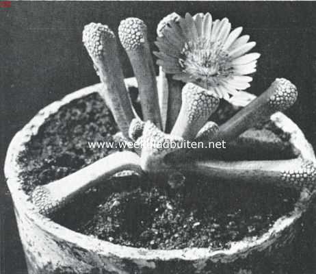 Onbekend, 1920, Onbekend, Mooie cacteen. Mesembrianthemum Schantesii