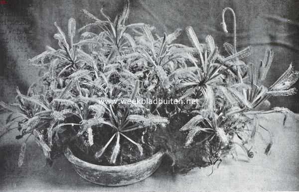 Onbekend, 1920, Onbekend, Vleeschetende planten. Drosera Capensis L., een zonnedauwsoort van Kaap de Goede Hoop, welker blaadjes rijkelijk met dauwdroppels zijn overdekt