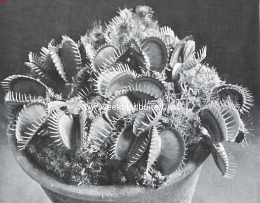 Onbekend, 1920, Onbekend, Vleeschetende planten. Amerikaansch vliegenvangertje, Dionaea Muscipula Ellis, met geopende blaadjes gereed tot het vangen van een prooi. Aan den rand van het plantje hier en daar een toegeklapt bladje, o.a. aan de rechterzijde, en ook links