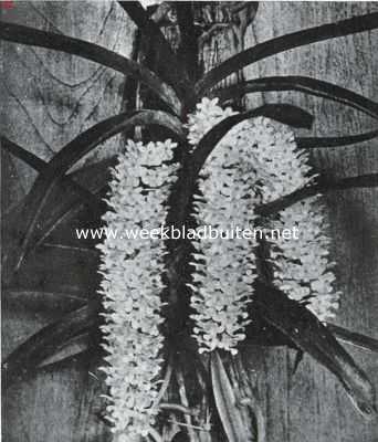 Onbekend, 1920, Onbekend, Orchideen. Rhychostylis Retusa