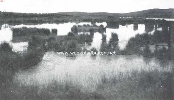 Gelderland, 1920, Hatert, Het Hatertsche Vennenland. Een eenzaam plekje, waar de dotaars gilt