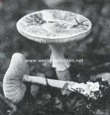 Onbekend, 1920, Onbekend, De witte giftzwam (Amanita Mappa Tz). Zeer vergiftigde paddestoel, en vooral gevaarlijk, omdat hij vaak groote gelijkenis vertoont met den onschuldigen en smakelijke veldchampignon
