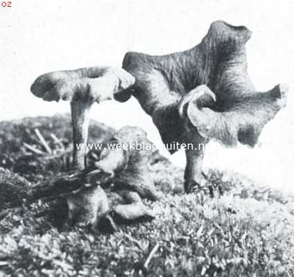 Onbekend, 1920, Onbekend, Paddenstoelen. Doodstrompet