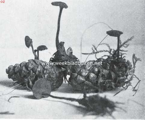 Onbekend, 1920, Onbekend, Paddenstoelen. Oorlepelzwam