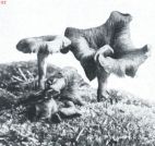 Miniatuurfoto