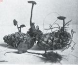 Miniatuurfoto